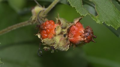 Rubus alceifolius, photographed by garywwilson
