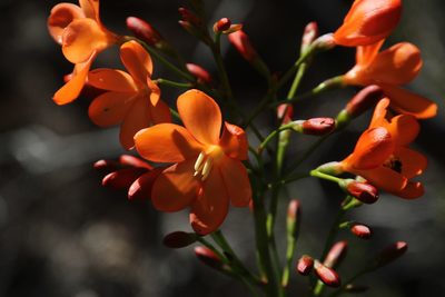 Pillansia templemannii, photographed by Tony Rebelo