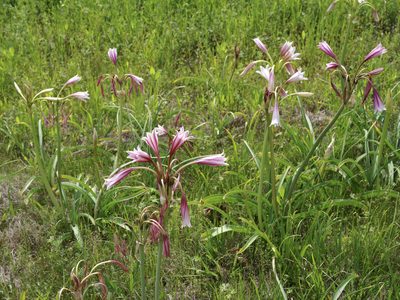 Crinum bulbispermum, photographed by Michelle W. （鍾偉瑋）
