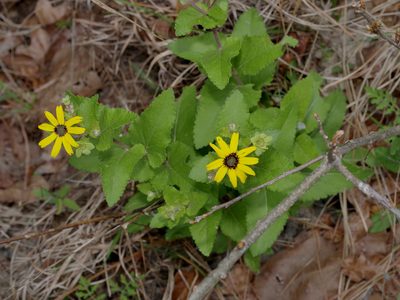 Berlandiera pumila, photographed by Michelle W. （鍾偉瑋）