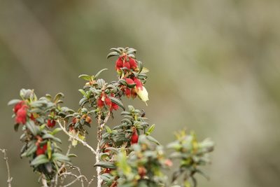 Brachyotum ledifolium, photographed by Julien Renoult