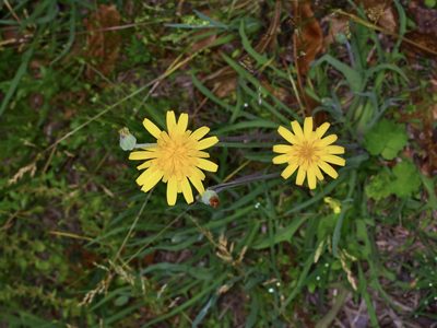 Krigia dandelion, photographed by Michelle W. （鍾偉瑋）