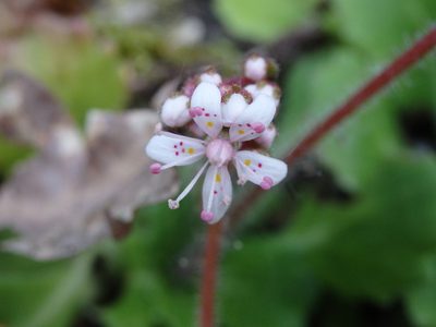Saxifraga spathularis, photographed by Carminda Santos
