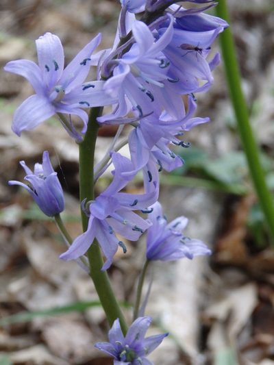 Hyacinthoides paivae, photographed by Carminda Santos