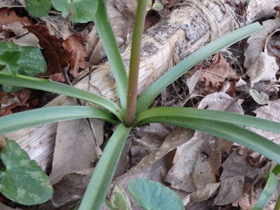 Hyacinthoides paivae, photographed by Carminda Santos