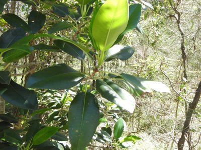 Ficus macrophylla, photographed by Greg Tasney