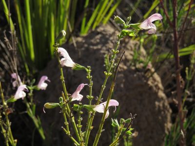 Salvia granitica, photographed by Jeremy Gilmore