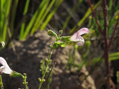 Salvia granitica, photographed by Jeremy Gilmore