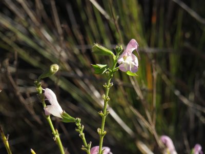 Salvia granitica, photographed by Jeremy Gilmore