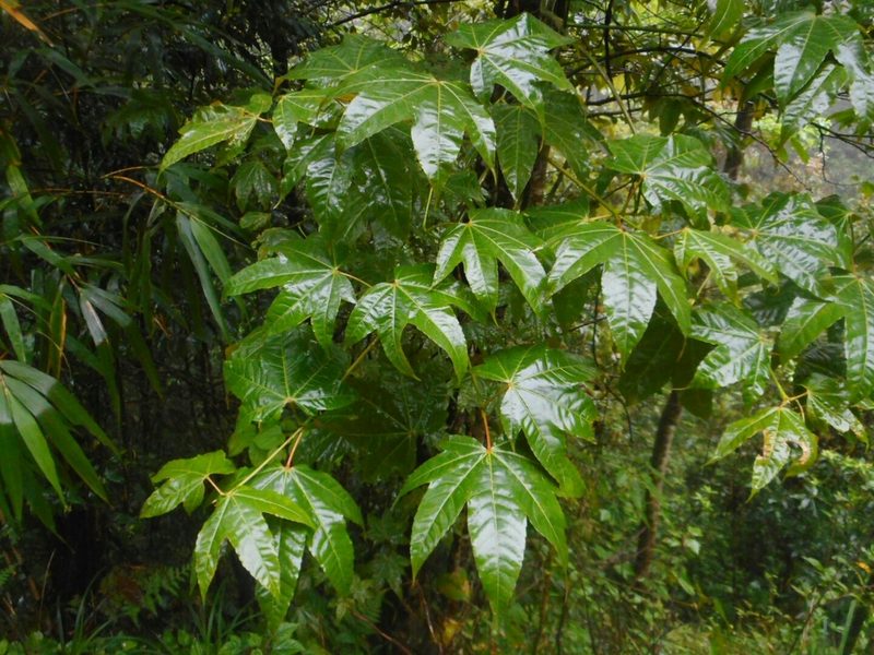 Acer campbellii, photographed by Eugene Popov
