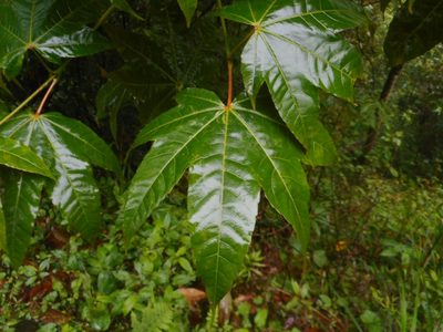 Acer campbellii, photographed by Eugene Popov