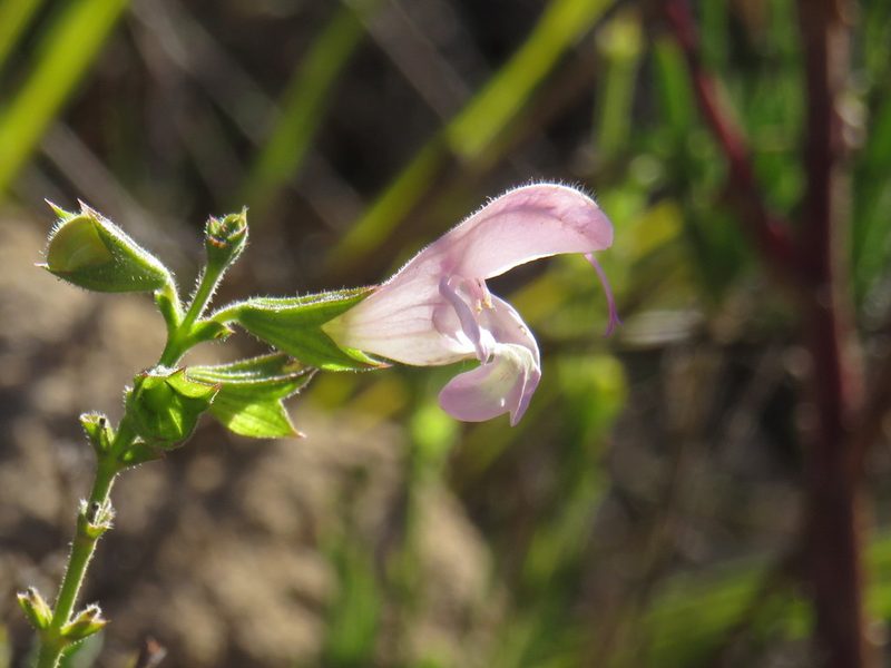 Salvia granitica, photographed by Jeremy Gilmore