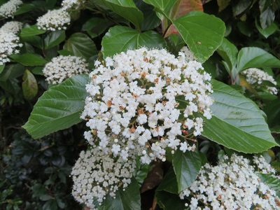 Viburnum japonicum, photographed by Marco Mussita