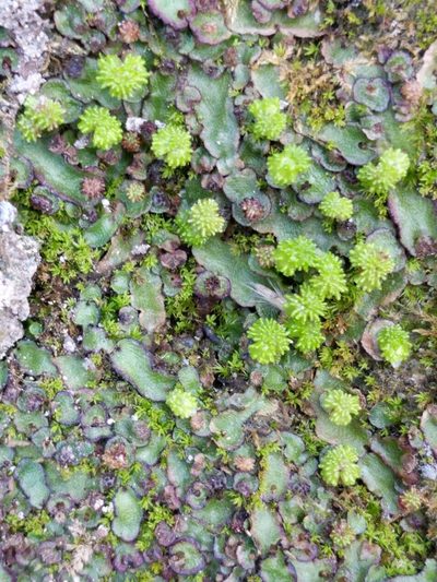 Asterella echinella, photographed by Alison Northup