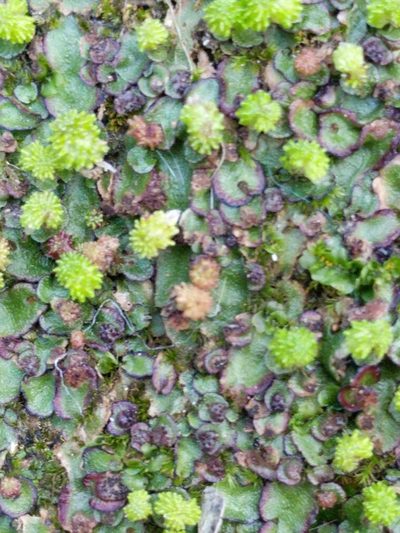 Asterella echinella, photographed by Alison Northup