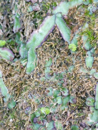 Asterella echinella, photographed by Alison Northup