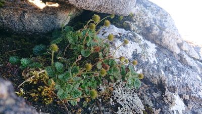 Geum uniflorum, photographed by theylooklikeus