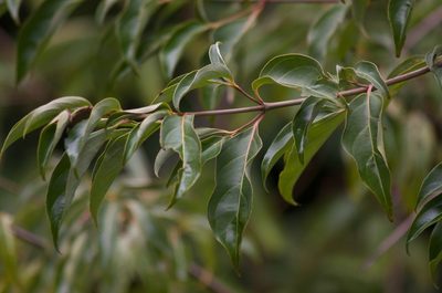 Cornus capitata, photographed by Jon Sullivan