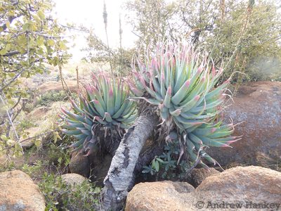 Aloe mutabilis, photographed by Andrew Hankey
