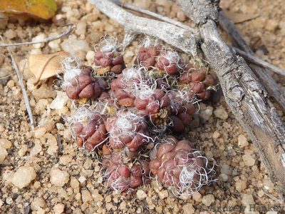 Anacampseros decapitata, photographed by Andrew Hankey