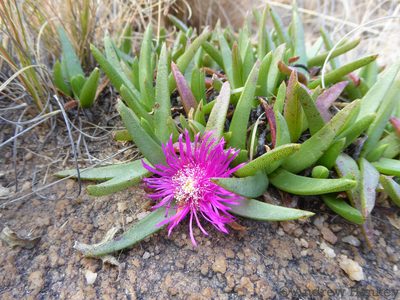 Khadia acutipetala, photographed by Andrew Hankey