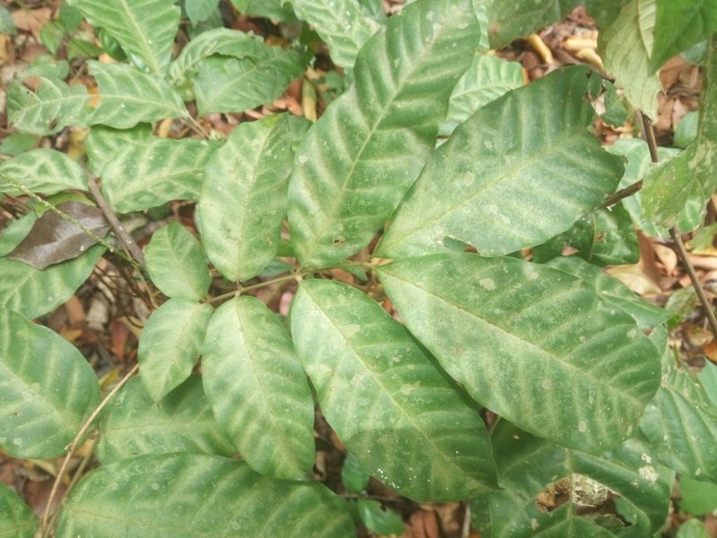 Lecaniodiscus cupanioides, photographed by Sunday Berlioz KAKPO