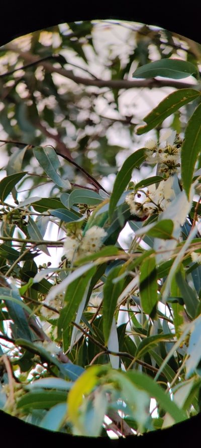 Eucalyptus saligna, photographed by Nathan Ruser