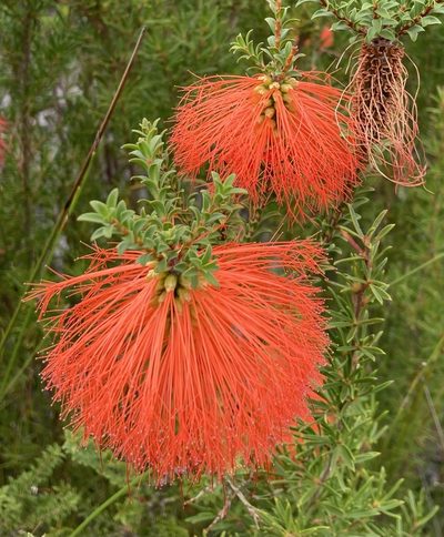 Melaleuca sparsa, photographed by pimelea