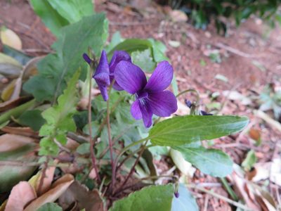 Viola mandshurica, photographed by Marco Mussita