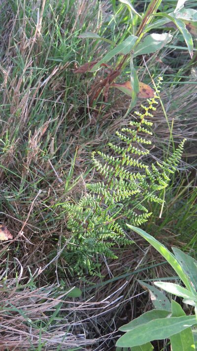 Adiantopsis chlorophylla, photographed by Patricio Cowper Coles