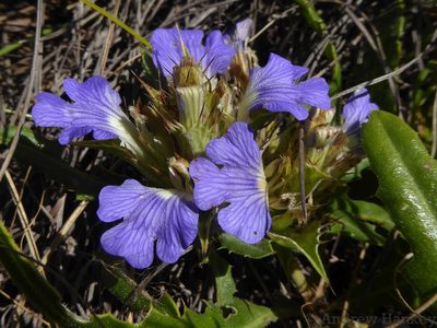 Blepharis subvolubilis, photographed by Andrew Hankey