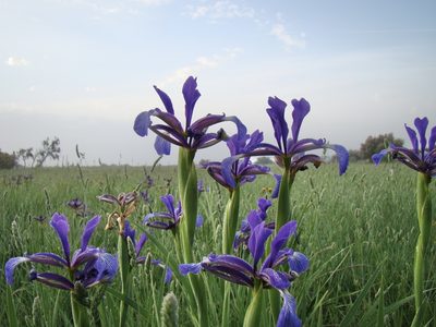 Iris reichenbachiana, photographed by Jean-Paul Boerekamps