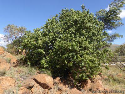 Vepris reflexa, photographed by Andrew Hankey