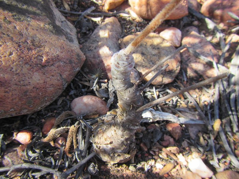 Tylecodon leucothrix, photographed by douglaseustonbrown