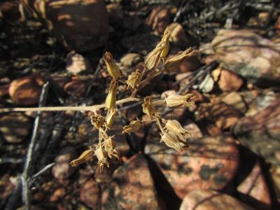 Tylecodon leucothrix, photographed by douglaseustonbrown