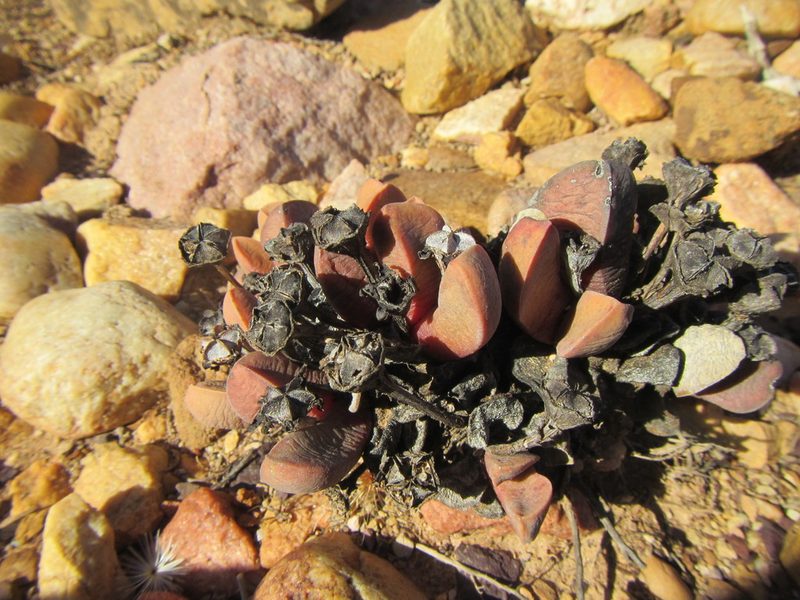 Cerochlamys pachyphylla, photographed by douglaseustonbrown