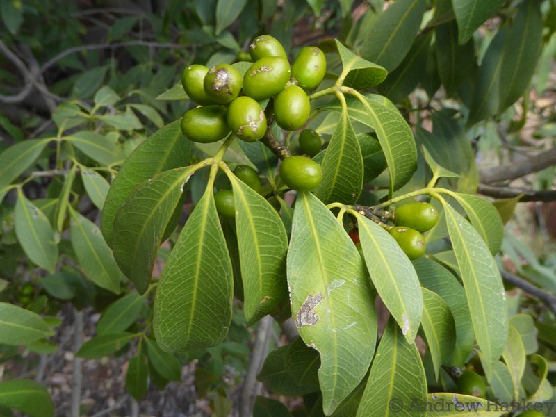 Vepris reflexa, photographed by Andrew Hankey