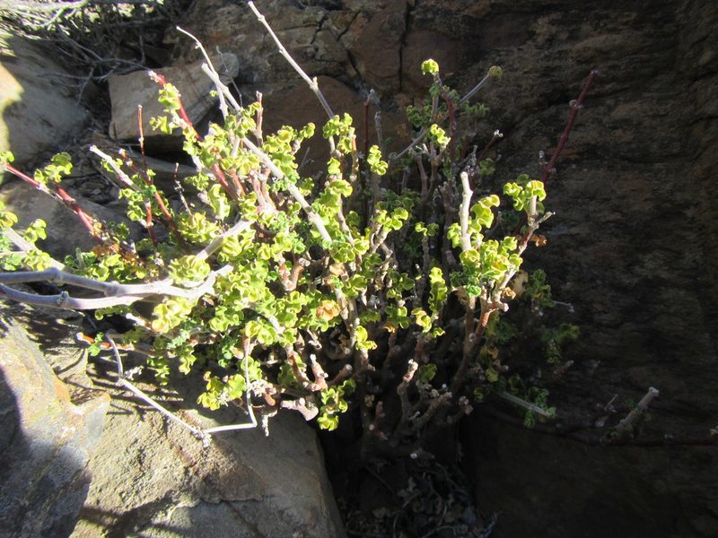 Fockea capensis, photographed by douglaseustonbrown