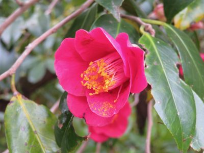 Camellia japonica, photographed by Marco Mussita
