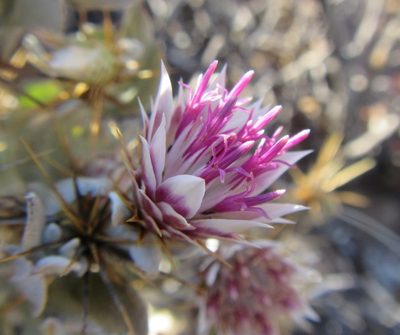 Macledium spinosum, photographed by douglaseustonbrown