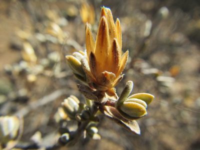 Pteronia glauca, photographed by douglaseustonbrown
