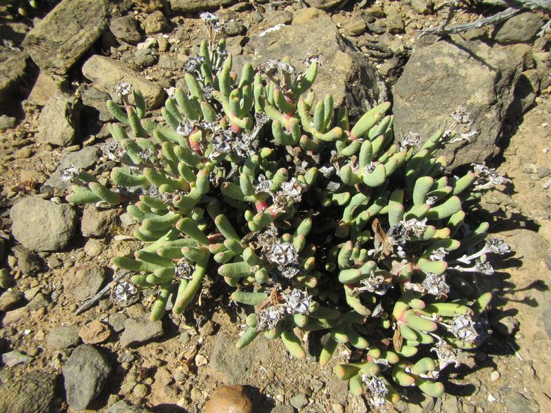 Hereroa aspera, photographed by douglaseustonbrown