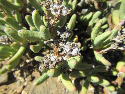 Hereroa aspera, photographed by douglaseustonbrown