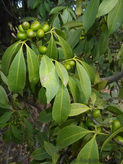 Vepris reflexa, photographed by Andrew Hankey