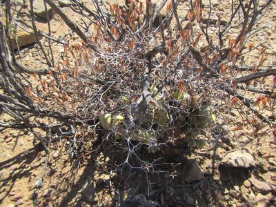 Tylecodon reticulatus, photographed by douglaseustonbrown