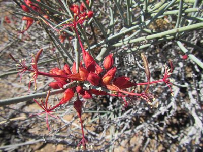 Cadaba aphylla, photographed by douglaseustonbrown