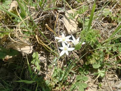 Ornithogalum divergens, photographed by Andrea Meucci