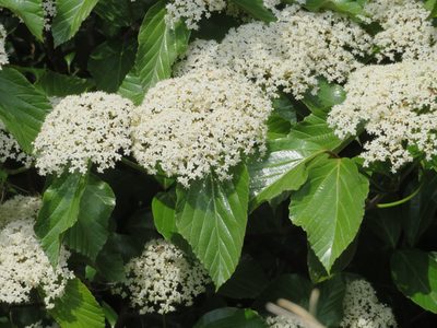 Viburnum japonicum, photographed by Marco Mussita