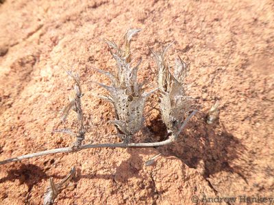 Blepharis subvolubilis, photographed by Andrew Hankey