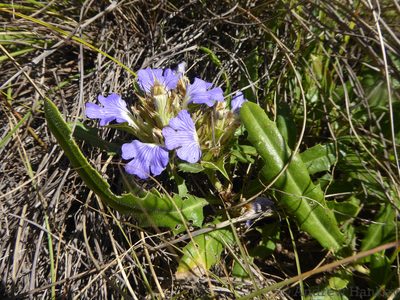 Blepharis subvolubilis, photographed by Andrew Hankey